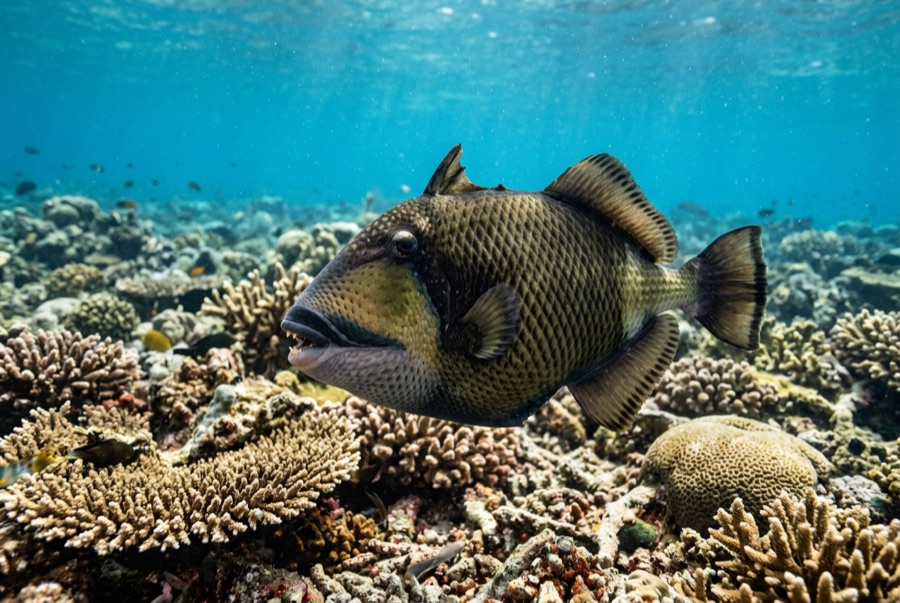 Titan Triggerfish — illustration