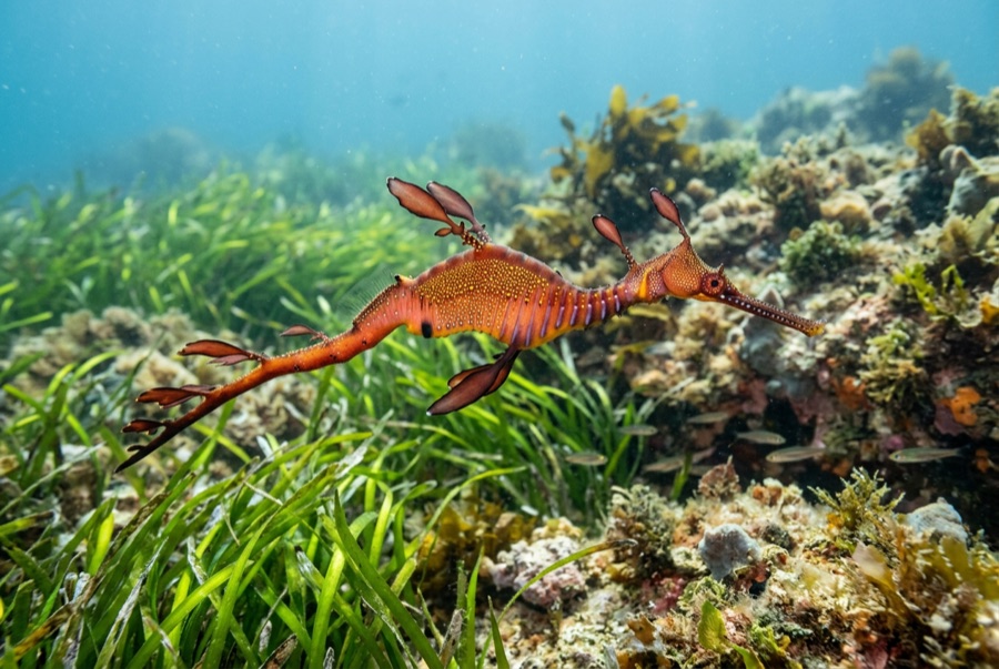 Weedy Seadragon — illustration