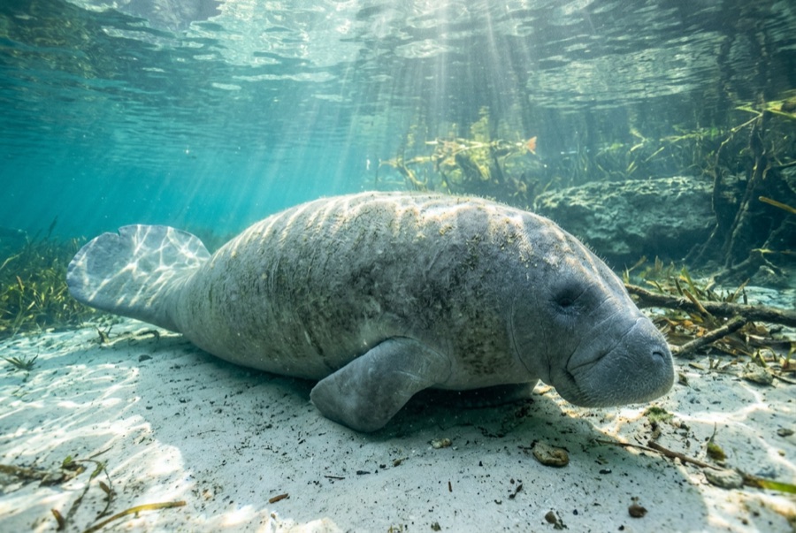 West Indian Manatee — illustration