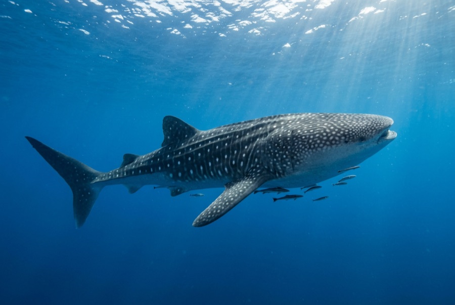 Whale Shark — illustration