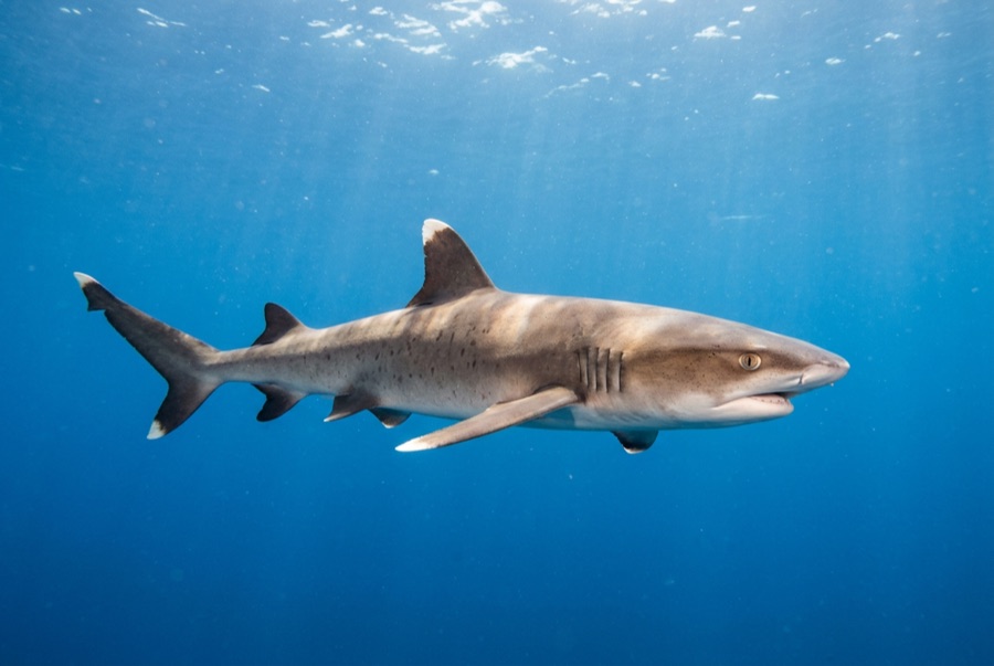 Whitetip Reef Shark — illustration