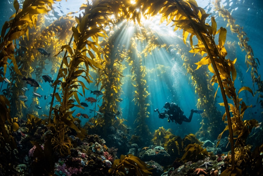 Casino Point Dive Park (Catalina) — illustrative image