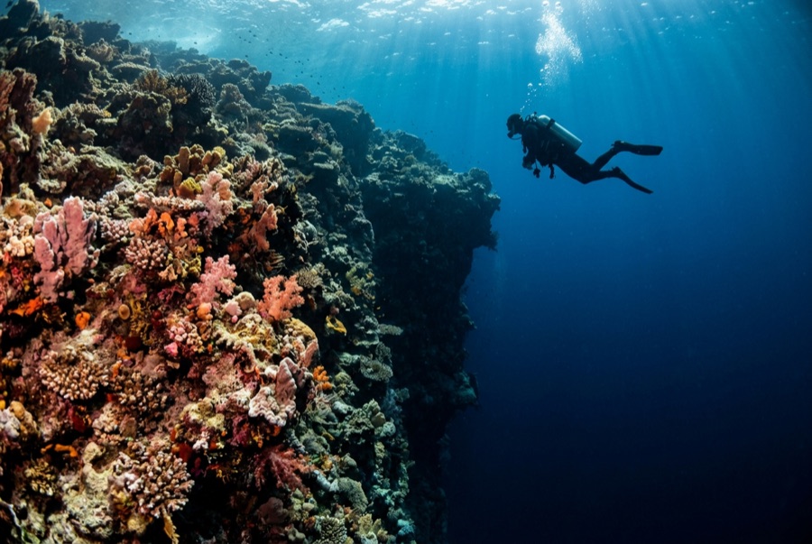 Barracuda Point — illustrative image